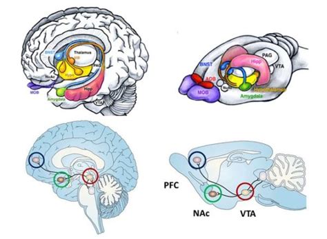 how are rat brains similar to human brains